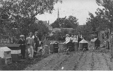 VIENNA DANGE (photo card) Beekeeping company (honey, bee)