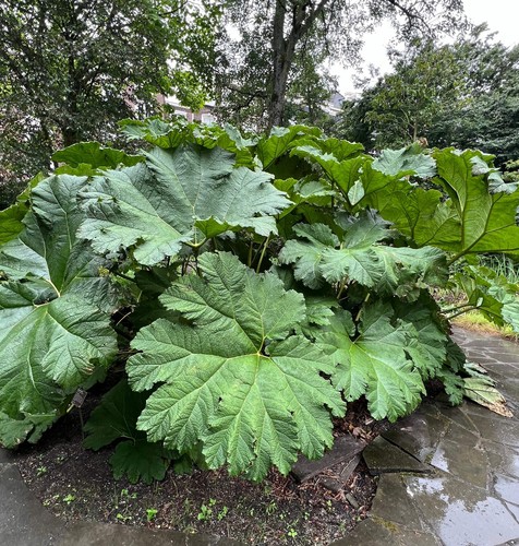 Gunnera manicata 20cm - gunnera, |