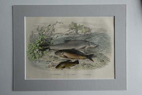 Gravure poissons xixè - poissons,