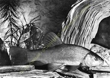 RPPC Photo Poisson Fish TANK Tinca Tinca
