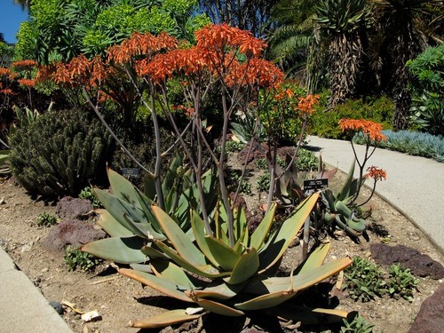 Graines aloe striata - striata,