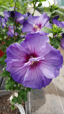Hibiscus syriacus Ultramarine® II / Althéa bleu lavande au cœur pourpré / Con...