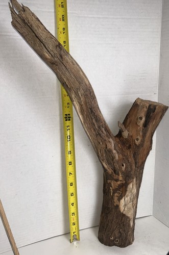 Driftwood taxidermy terrarium - taxidermy,