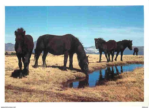 Carte postale animaux - -,