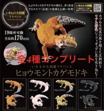 Advance Léopard Gecko Toutes