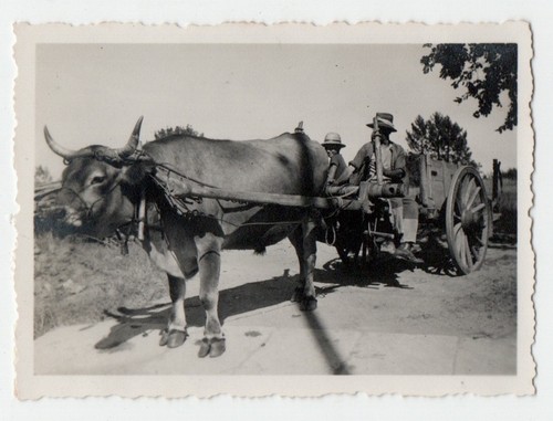 Photo tirage anonyme - tirage, 1941