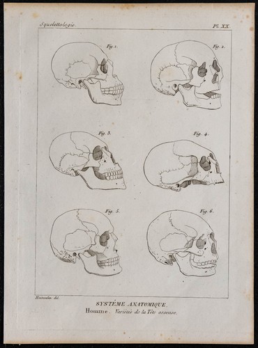 1825 variétés du crâne - du,