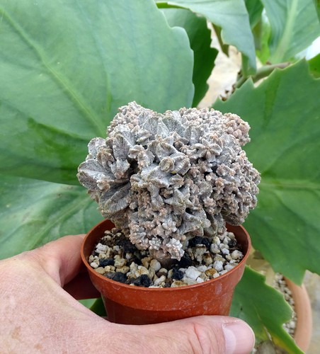 Astrophytum myriostigma - astrophytum,
