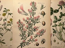 1886 Illustration ancienne