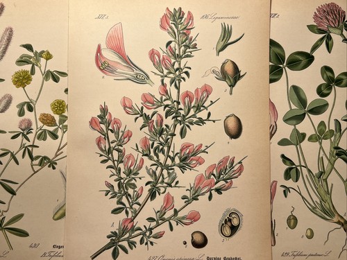 1886 illustration ancienne - 1886,