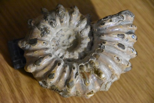 Ammonite douvilleiceras - ammonite,