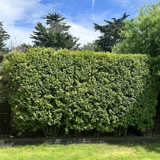 Troène à feuilles ovales 2L