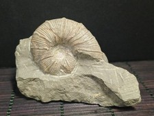 Ammonite Holcodiscus