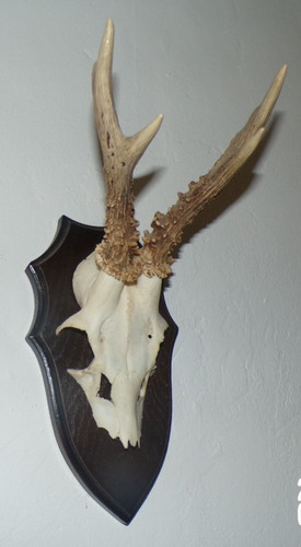 Trophee chasse massacre - trophee,