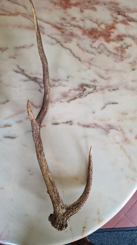 Bois cerf bras 70 - cerf, 3
