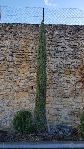 Cupressus sempervirens totem - sempervirens, 'totem'