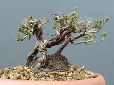 Bonsaï de thym 14 x 11 cm en