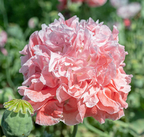 Graines pavot frosted - 50,