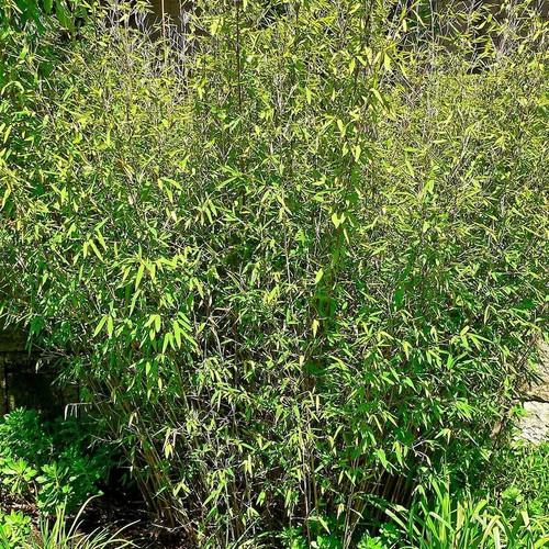 Fargesia nitida great wall - 'great,