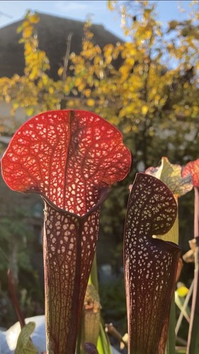 Graines sarracenia mushroom - sarracenia,