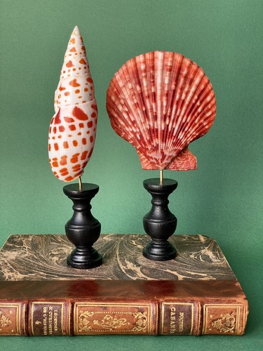 Deux coquillages sur socle