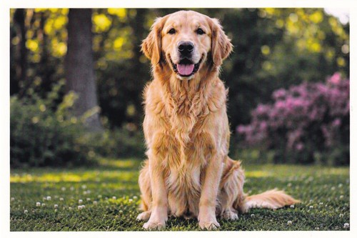 Carte postale chien - postale, golden