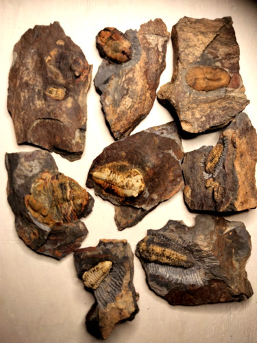 Lot trilobites ordovicien - de,