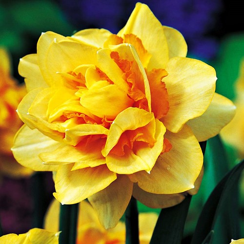 Bulbes narcisses doubles - bulbes,