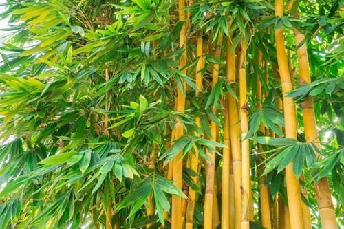 Graines bambusa arundinacea - bambusa,