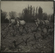 PHOTO ANCIENNE - VINTAGE