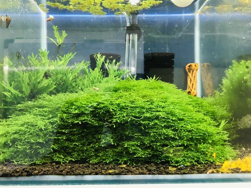 Mousse aquarium riccardia - mousse,