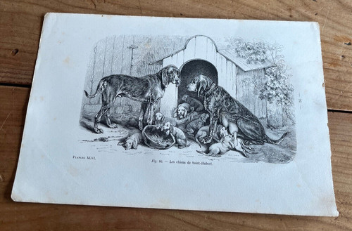 Gravure ancienne chien - chien, les