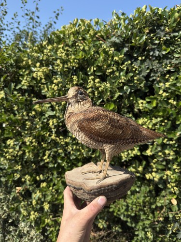 Ancienne taxidermie oiseau - taxidermie,