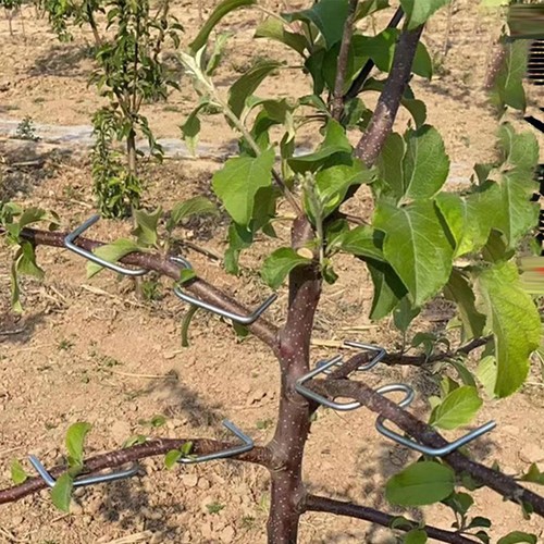 Arrache branches pour - 10, arrache-branches