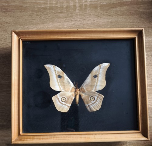 Cadre bois sous verre papillon