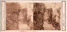 L.Fizanne in Paris.Rare Plants.Albuminated Photo 1860.Rare Plants.Albumen Stereo.