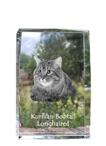 Kurilianer bobtail longhair - bobtail,