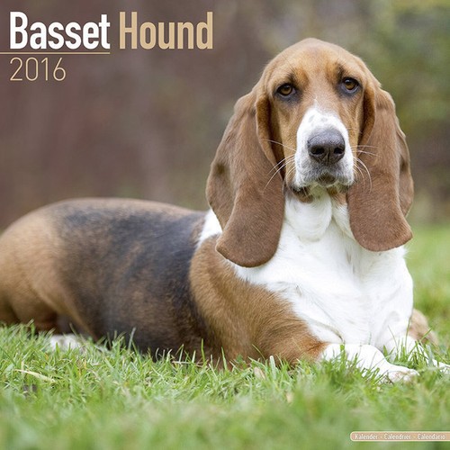 Calendrier 2016 basset hound - calendrier,
