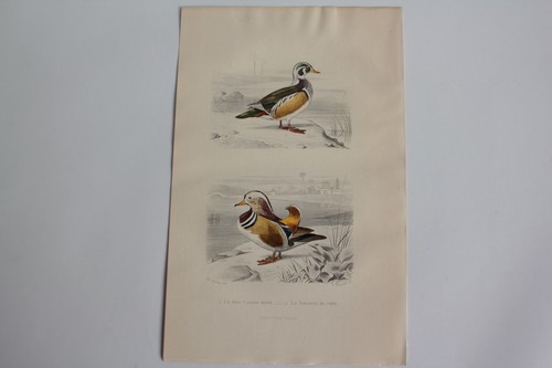 Gravure buffon canard huppé - canard,