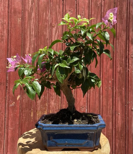 Bonsaï bougainvillier glabra - bougainvillier,
