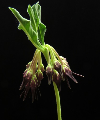 Brachystelma aff togoense