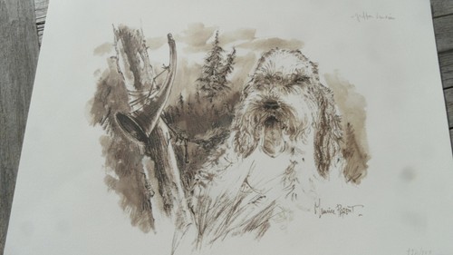 Chien chasse griffon dessin - chien,