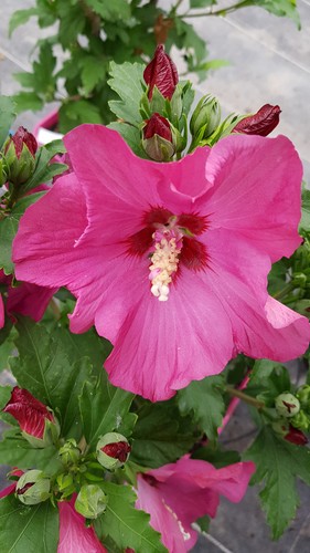 Hibiscus syriacus sup bridge - syriacus, sup'bridge®