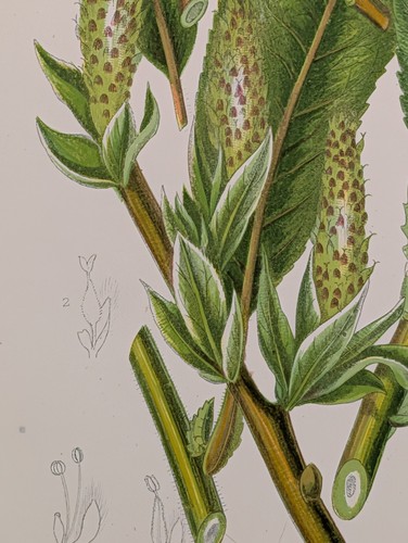 Anne pratt chromolithograph - pratt,