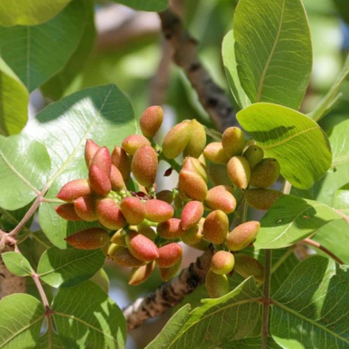 Plantes pistaches - plantes,