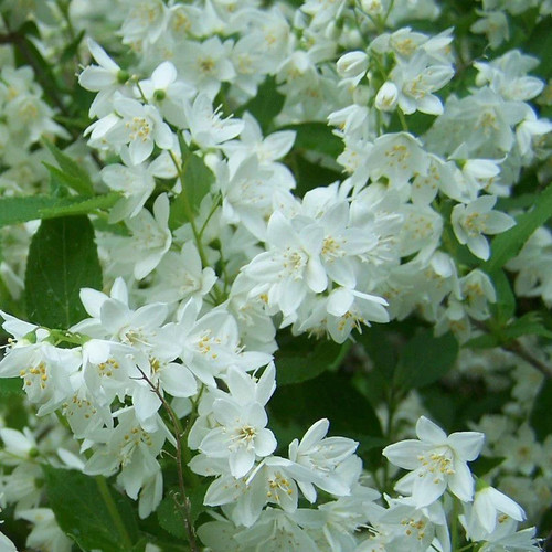 Deutzia crenata nikko - 'nikko',