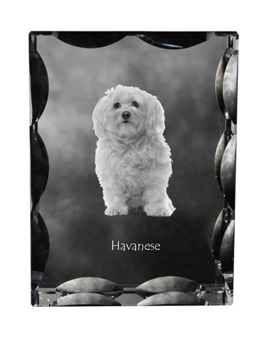 Bichon havanais cadre - , en