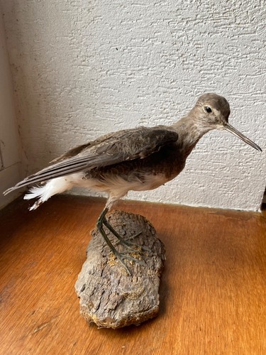 Curiosite oiseau taxidermie - curiosite,