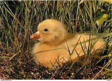 Carte Postale - Animaux -