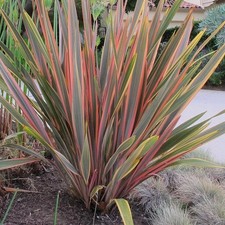 Phormium tenax 'Sundower' - Lin de Nouvelle Zélande rose bronze